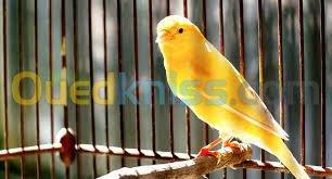 oiseau-كناري-واجد-el-eulma-setif-algerie