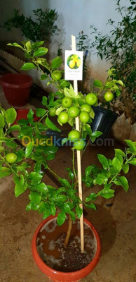 gardening-arbre-fruitier-en-pot-blida-guerrouaou-algeria