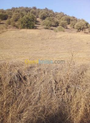 bouira-lakhdaria-algerie-terrain-agricole-vente