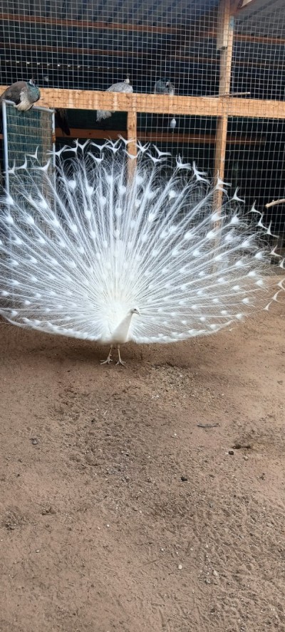 Paon blon طاووس أبيض