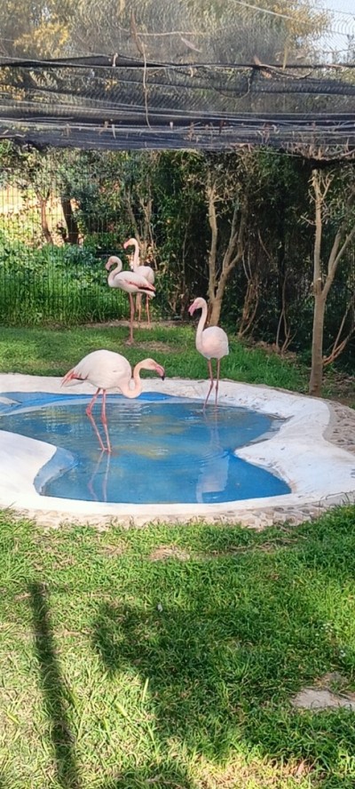 flamant rose طائر النحام الوردي