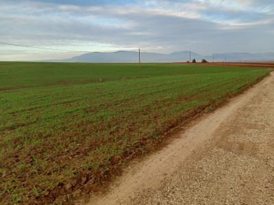 farmland-sell-ain-defla-bordj-emir-khaled-chikh-algeria