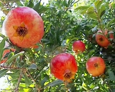 fruits-legumes-رمان-1600-tiaret-algerie