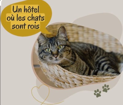 قطة-garderie-pour-petits-chiens-et-chats-باب-الزوار-الجزائر