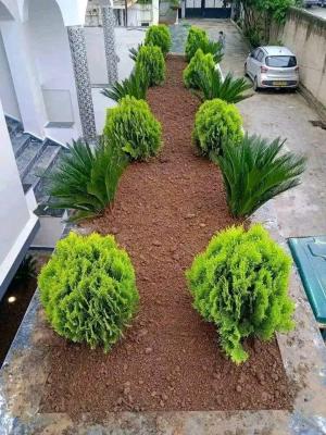 environnement-tous-les-services-de-jardin-ben-aknoun-alger-algerie