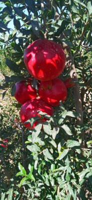 fruits-legumes-رمان-نوعية-الاكو-الاسباني-oued-sly-chlef-algerie