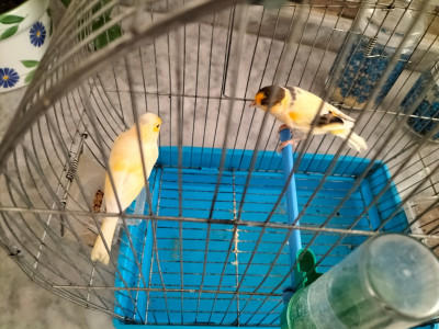 bird-canari-كناري-couple-bouzareah-alger-algeria