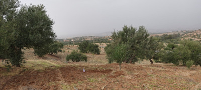 terrain-vente-bouira-bechloul-algerie