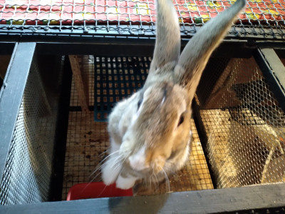 animaux-de-ferme-lapin-d-elvage-ارانب-el-madania-alger-algerie