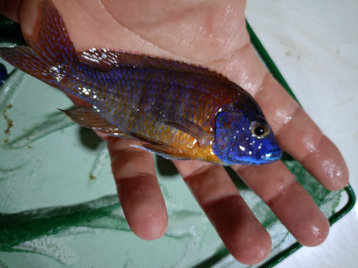 poisson-cichlides-birtouta-alger-algerie