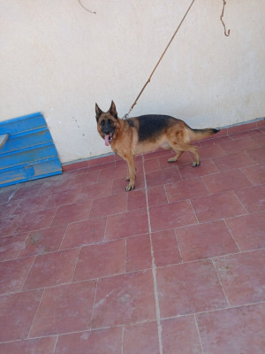 chien-2-femelle-berger-allemand-bederg-khraissia-alger-algerie