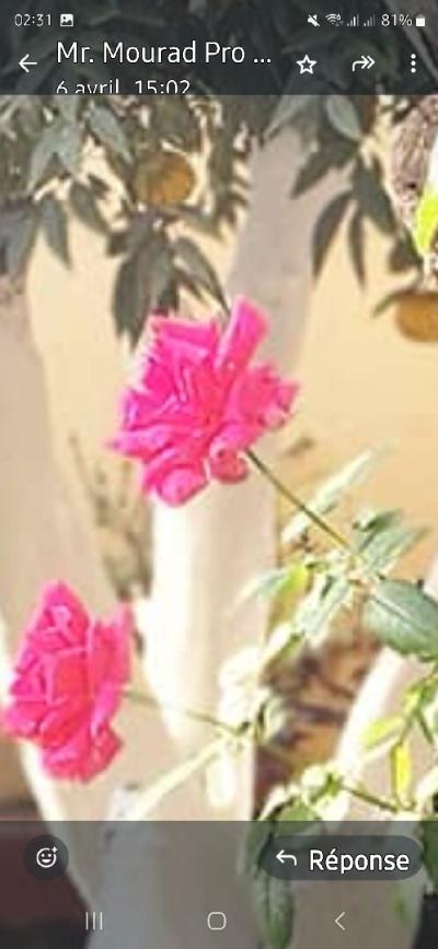 Location Villa Alger El biar