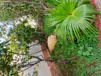 Location Villa Alger El mouradia