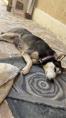 dog-chien-perdu-dely-brahim-alger-algeria