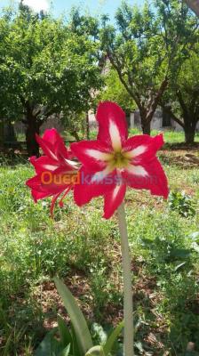 alger-birkhadem-algerie-jardinage-fleur-d-amaryllis