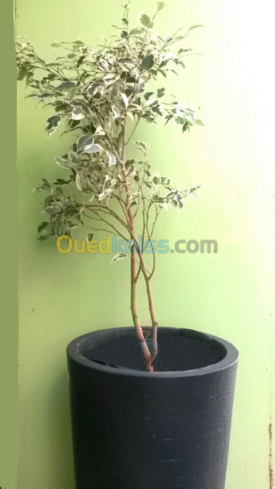 gardening-ficus-benjamina-hussein-dey-algiers-algeria