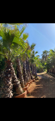 gardening-palmier-washingtonia-staoueli-alger-algeria
