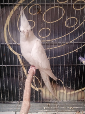 bird-oiseau-calopsitte-malle-albino-birkhadem-alger-algeria