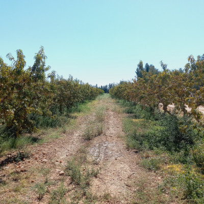 terrain-agricole-vente-djelfa-ain-oussara-algerie