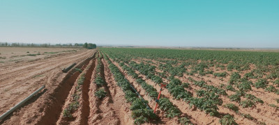 terrain-agricole-vente-djelfa-birine-algerie