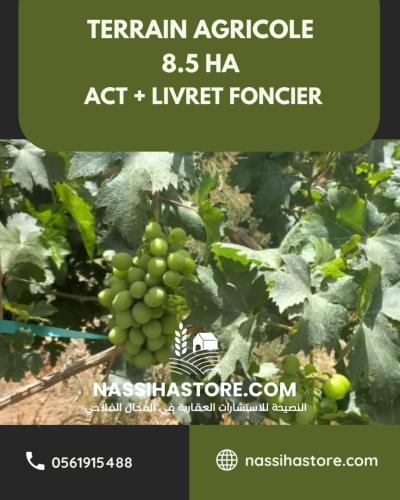 Vente Terrain Agricole Djelfa Djelfa