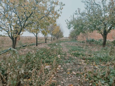 Vente Terrain Agricole Djelfa Djelfa