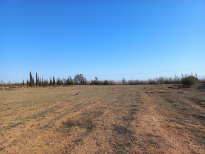 terrain-agricole-vente-djelfa-ain-oussara-algerie