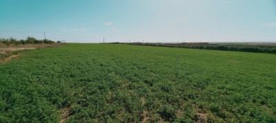 terrain-agricole-vente-djelfa-algerie