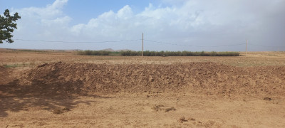 Vente Terrain Agricole Djelfa Mouadjebar