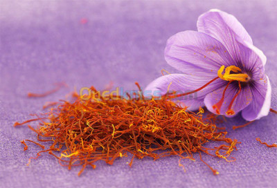 khenchela-algerie-alimentaires-safran-crocus-sativus 