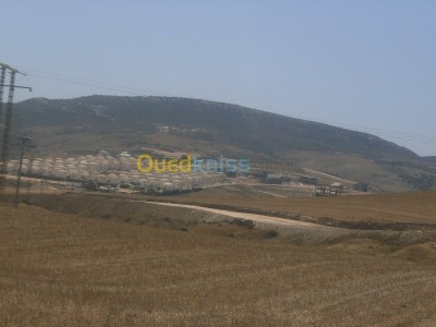 Sell Land Aïn Témouchent Bou zedjar