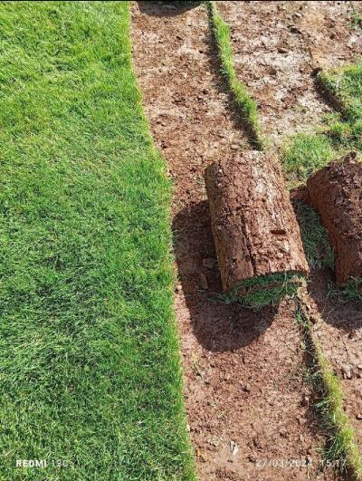 Gazon naturel fournitures et poses Aménagement d'espaces verts 