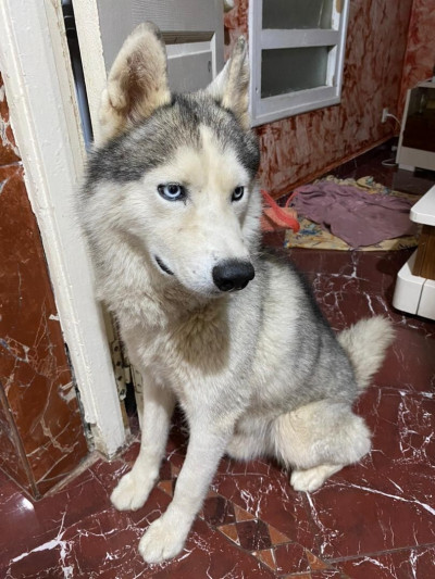 autre-chien-husky-kouba-alger-algerie