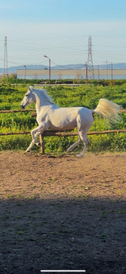 cheval-للبيع-حصان-a-vendre-boufarik-blida-algerie