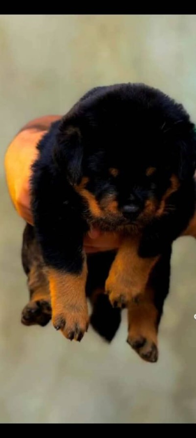 كلاب-rottweiler-تيزي-وزو-الجزائر