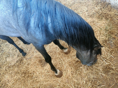 animaux-de-ferme-cheval-cartujano-age-3-ans-nom-bourak-es-senia-oran-algerie
