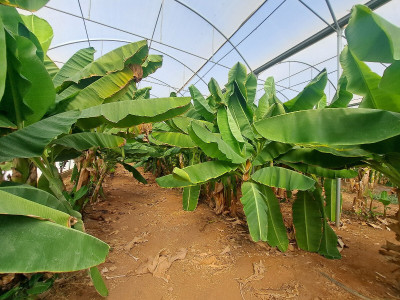 terrain-agricole-vente-alger-zeralda-algerie