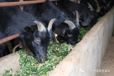 FOURRAGE/ ENSILAGE BETAIL