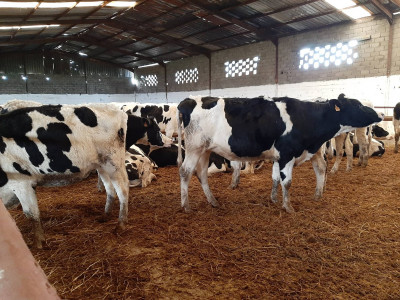 animaux-de-ferme-vaches-laitiers-boufarik-blida-algerie