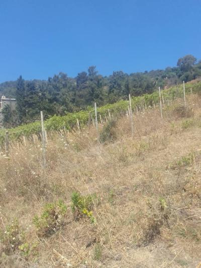 بيع أرض بومرداس دلس