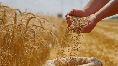 بذور-أرز-حبوب-قمح-العلمة-سطيف-الجزائر