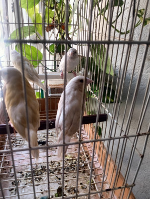 oiseau-a-vendre-jeunes-diamants-de-gould-algerie