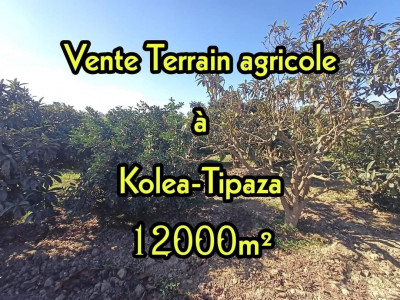 Vente Terrain Agricole Tipaza Kolea