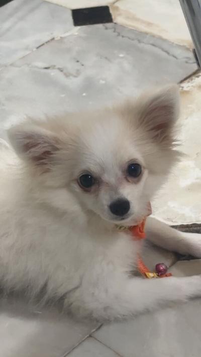 chien-spitz-a-vendre-kouba-alger-algerie