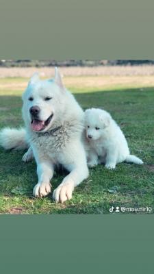 dog-chien-husky-cheraga-alger-algeria