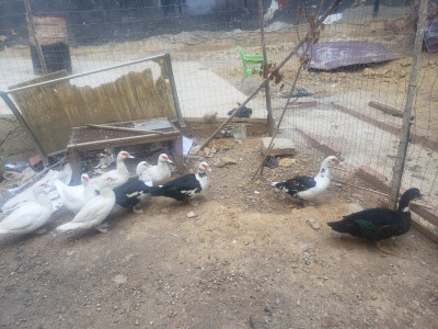 animaux-de-ferme-canard-barbarie-saoula-alger-algerie