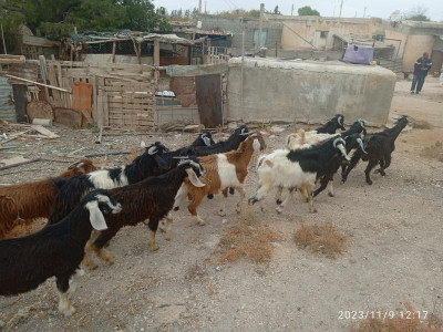 animaux-de-ferme-جديان-للبيع-oum-el-bouaghi-algerie