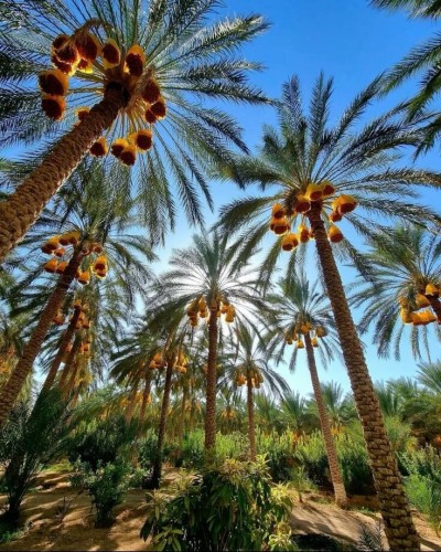 VOYAGE ORGANISE a Biskra spécial fin d'années