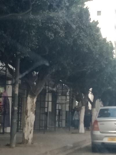 Sell Commercial Alger El biar