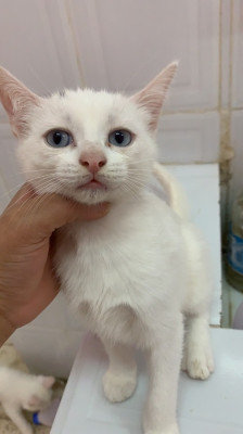 cat-chat-angora-pur-race-blanc-les-yeux-bleus-cheraga-algiers-algeria
